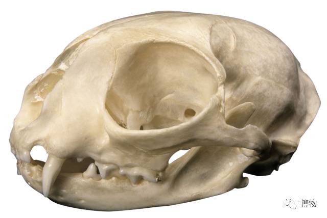 为啥马里奥要吃蘑菇才能长大？