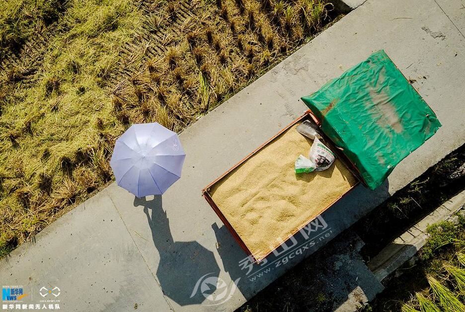 成熟水稻田丰收视频,高山梯田水稻收割视频