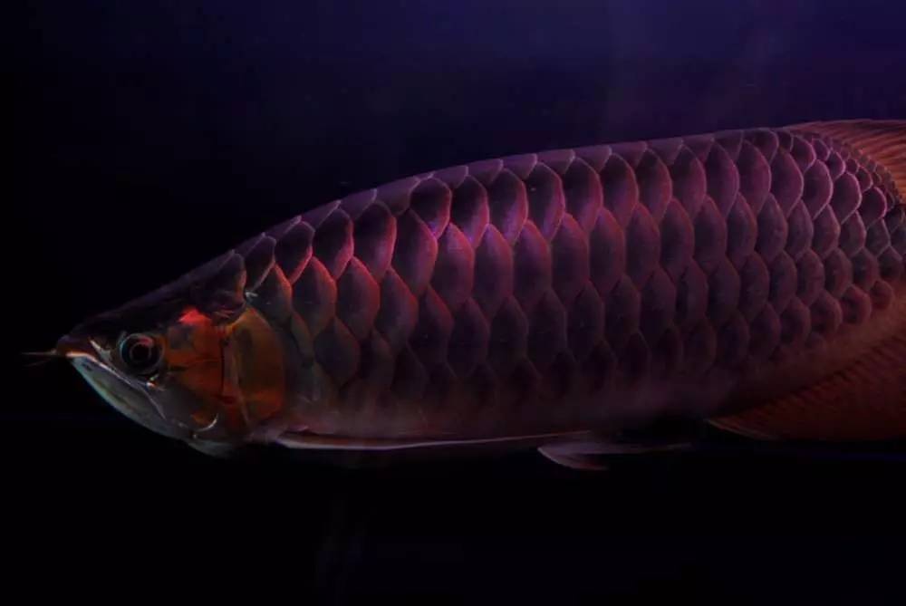 用心养鱼养好鱼,用心养好每一锅汤