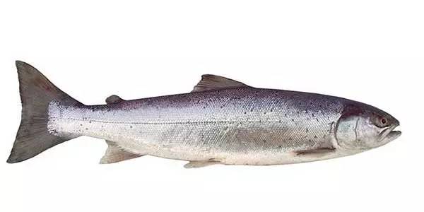 你还在给孩子吃零食吗,宝宝鳕鱼选择