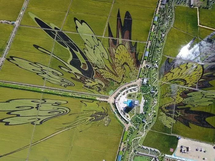 沈阳稻梦空间玉米,沈阳有稻梦空间吗