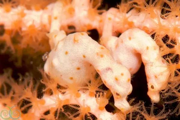 从入门级到朝圣级，职业潜水教练告诉你船宿该怎么选