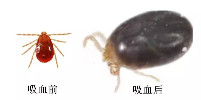 蜱虫病哪年出现的,蜱虫病来自哪里