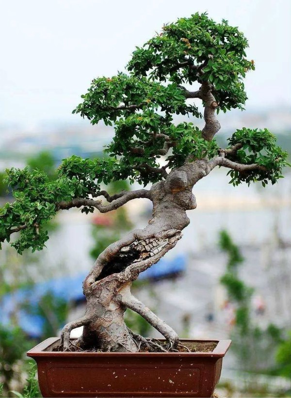 秋季可以扦插的花有哪些,秋季扦插的植物什么时候移盆