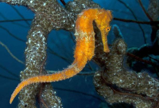 海马入缸几天喂食,海马种植
