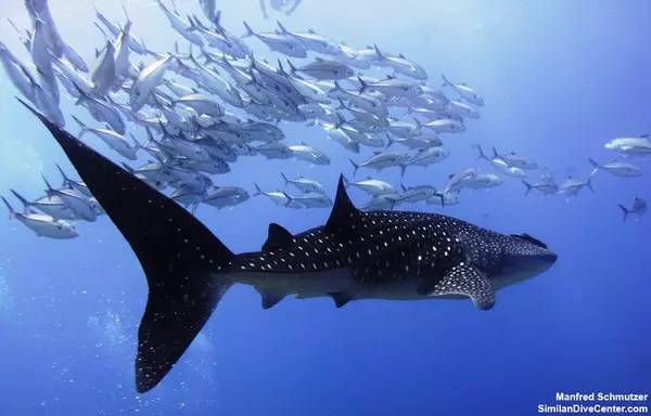 从入门级到朝圣级，职业潜水教练告诉你船宿该怎么选