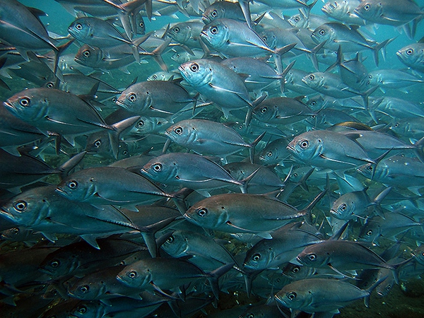 船宿潜水要什么水平,船宿潜水推荐