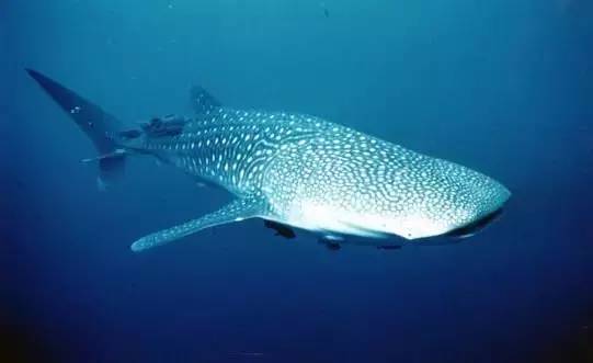 船宿潜水选哪里,从小白到潜水教练需要花多少钱