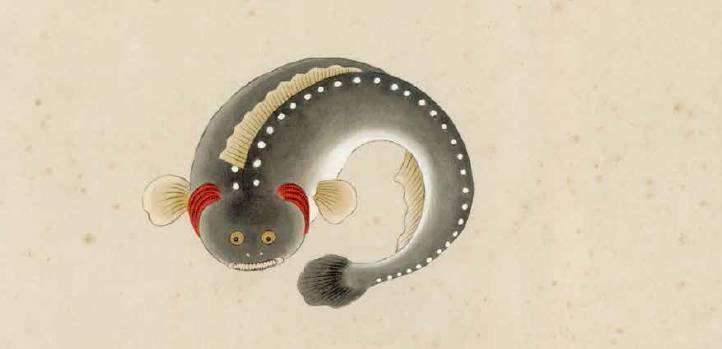 大千世界无奇不有这种鱼你见过吗,世界之大无奇不有鱼都会走路