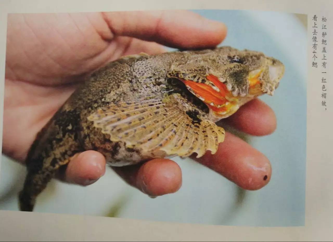 大千世界无奇不有这种鱼你见过吗,世界之大无奇不有鱼都会走路