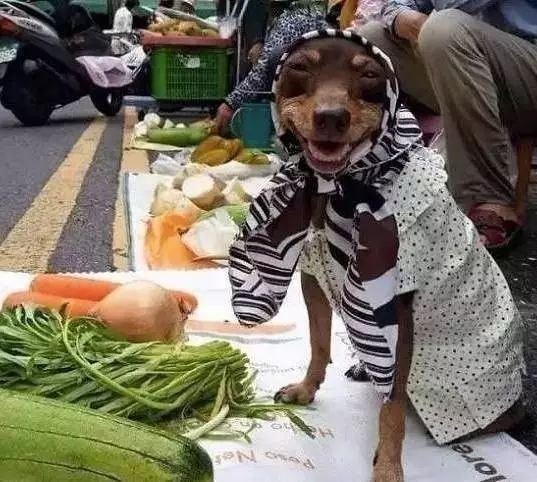 狗狗当销售部老总,狗狗当老板