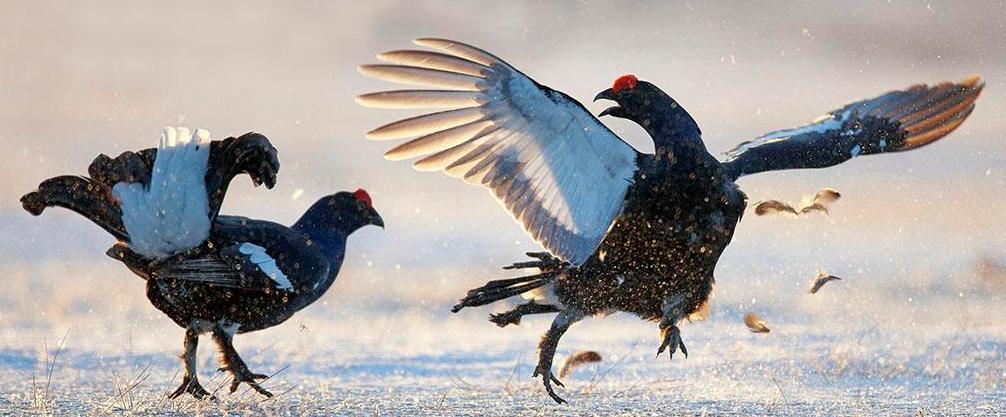 杀鸡时发现鸡宝,发现鸡宝后怎么处理