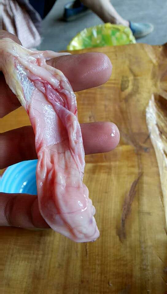 杀鸡后发现疑似鸡宝,杀鸡发现鸡宝