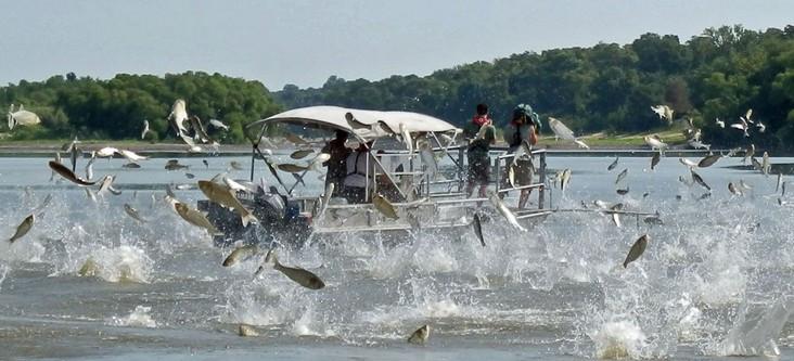 长江的各种濒危物种,长江生物多样性现状