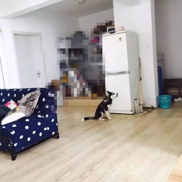 主人不在家狗狗都在想什么,你不在家的时候你的狗狗在干嘛呢