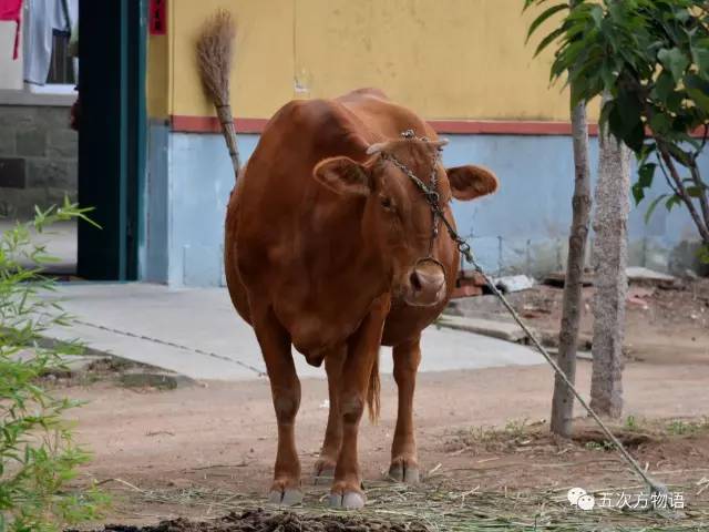 七夕节专属动物,七夕节有什么物种