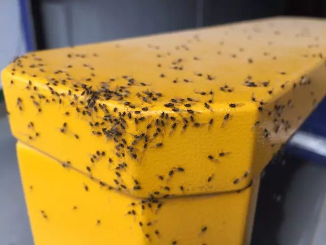 小咬哈尔滨,今年黑龙江小咬虫多怎么办