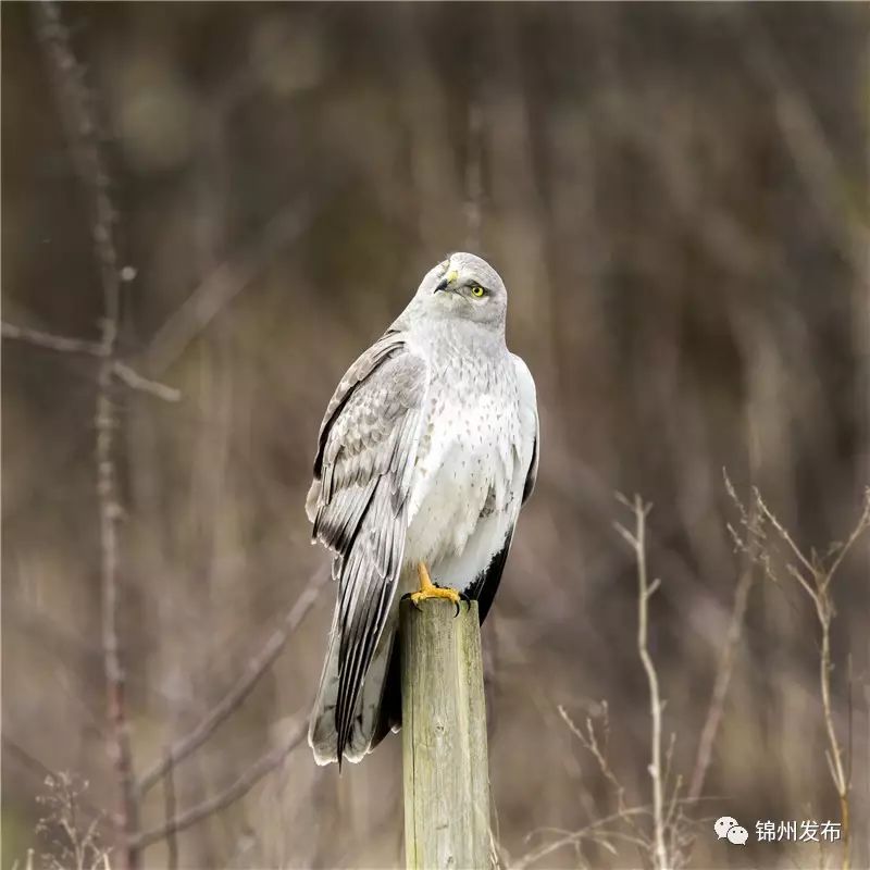 锦州摄影拍鸟,锦州鸟类摄影人