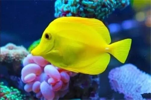 黄金吊食藻,黄金吊介绍