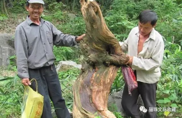 崖柏在文玩里的档次,真正的崖柏文玩