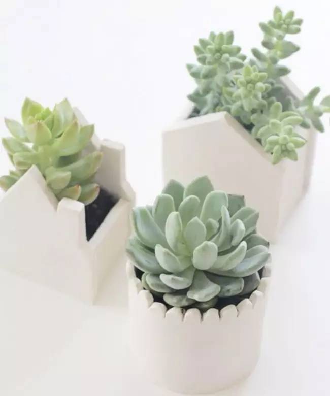 为什么韩国的多肉出名,韩国多肉为什么那么美