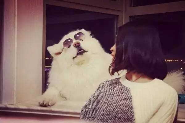 主人不在家狗狗都在想什么,你不在家的时候你的狗狗在干嘛呢