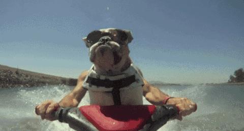 我不在的时候狗狗都在干什么,主人不在家狗狗都在干什么感人