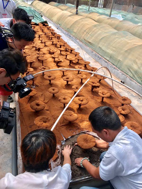 豆瓣评分8.4分，感动上亿中国观众，这部中草药版的《舌尖上的中国》，告诉你灵芝孢子粉的故事