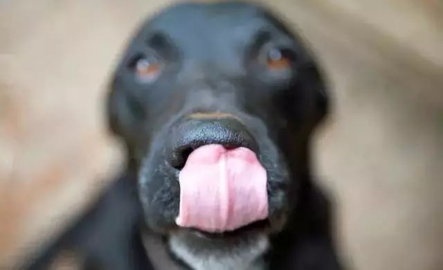 「哏儿都萌宠」——狗狗向你求救的信号，一定要注意