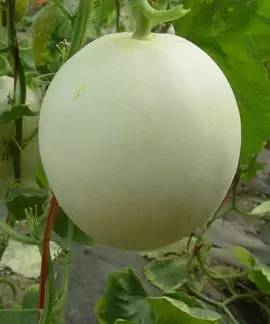 怎样快速瘦脸的方法：减肥瘦脸小秘诀