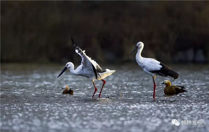 锦州摄影拍鸟,锦州鸟类摄影人