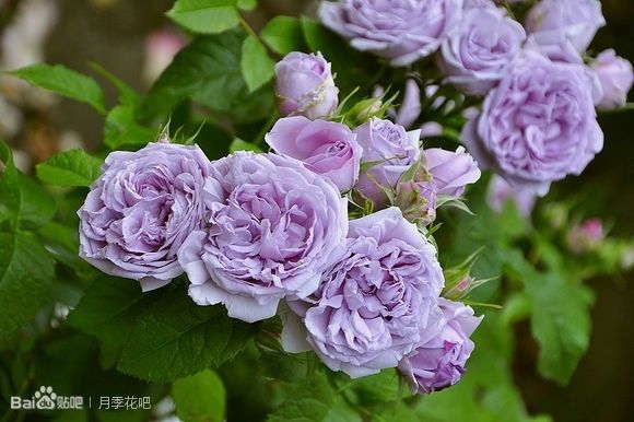 蓝紫色月季无刺品种有哪些,枝条细弱蓝紫色月季品种