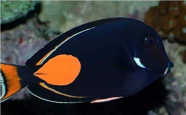 新手打理鱼缸,帮忙修理好鱼缸游戏