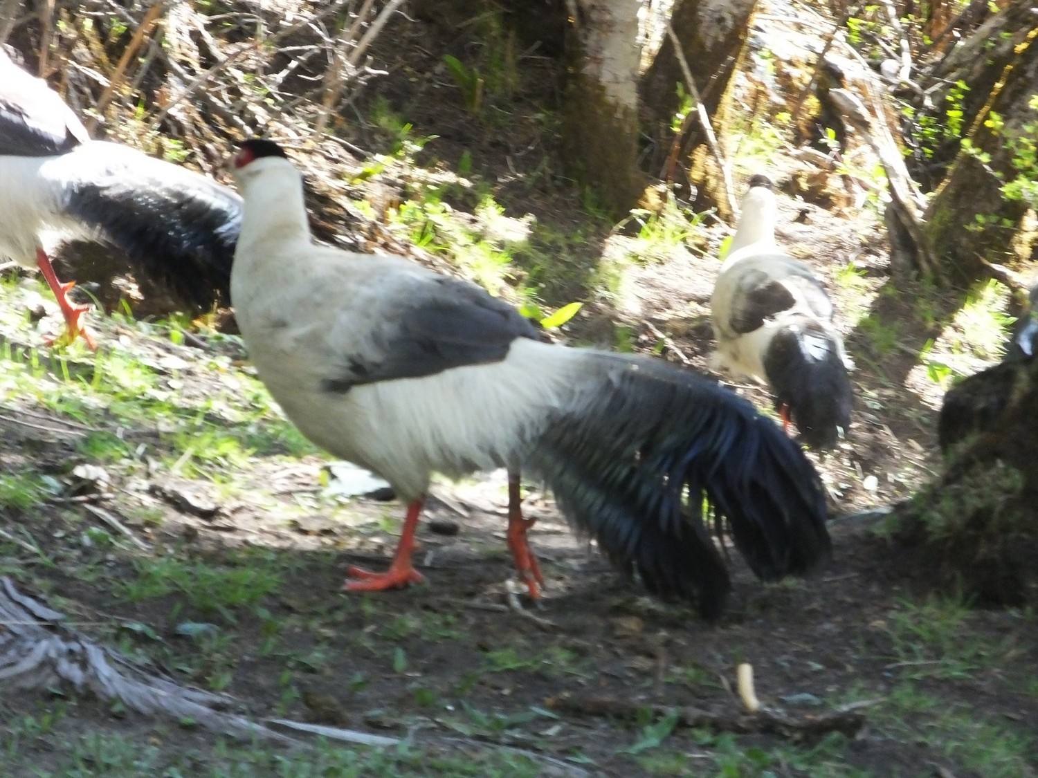 泸亚东线沿途风景,泸亚线穿越原始森林