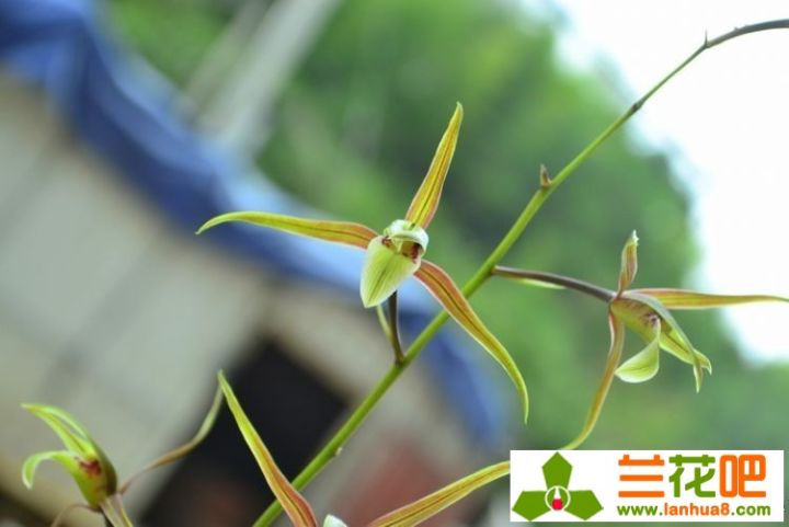 兰花叶尖枯焦是何致因，该如何防止