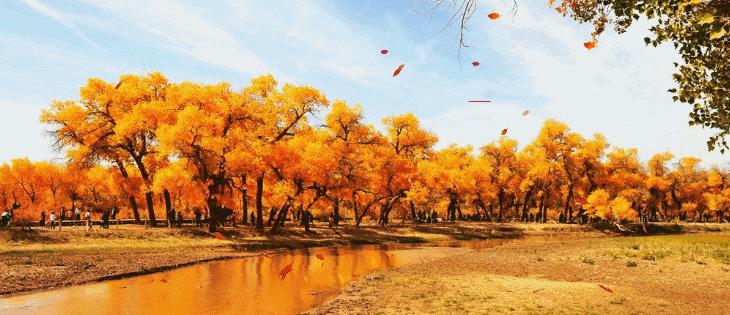 额济纳胡杨林10月份旅游攻略,额济纳旗旅游住宿