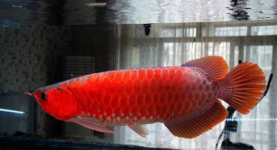 小红龙怎么看眼睛大,红龙如何看血统