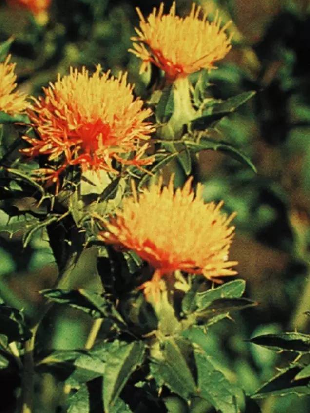 每日记一味中药,红花怎么用能通经活血