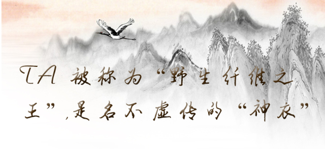 「百草园」那些“悬壶济世”的植物（二十七）罗布麻