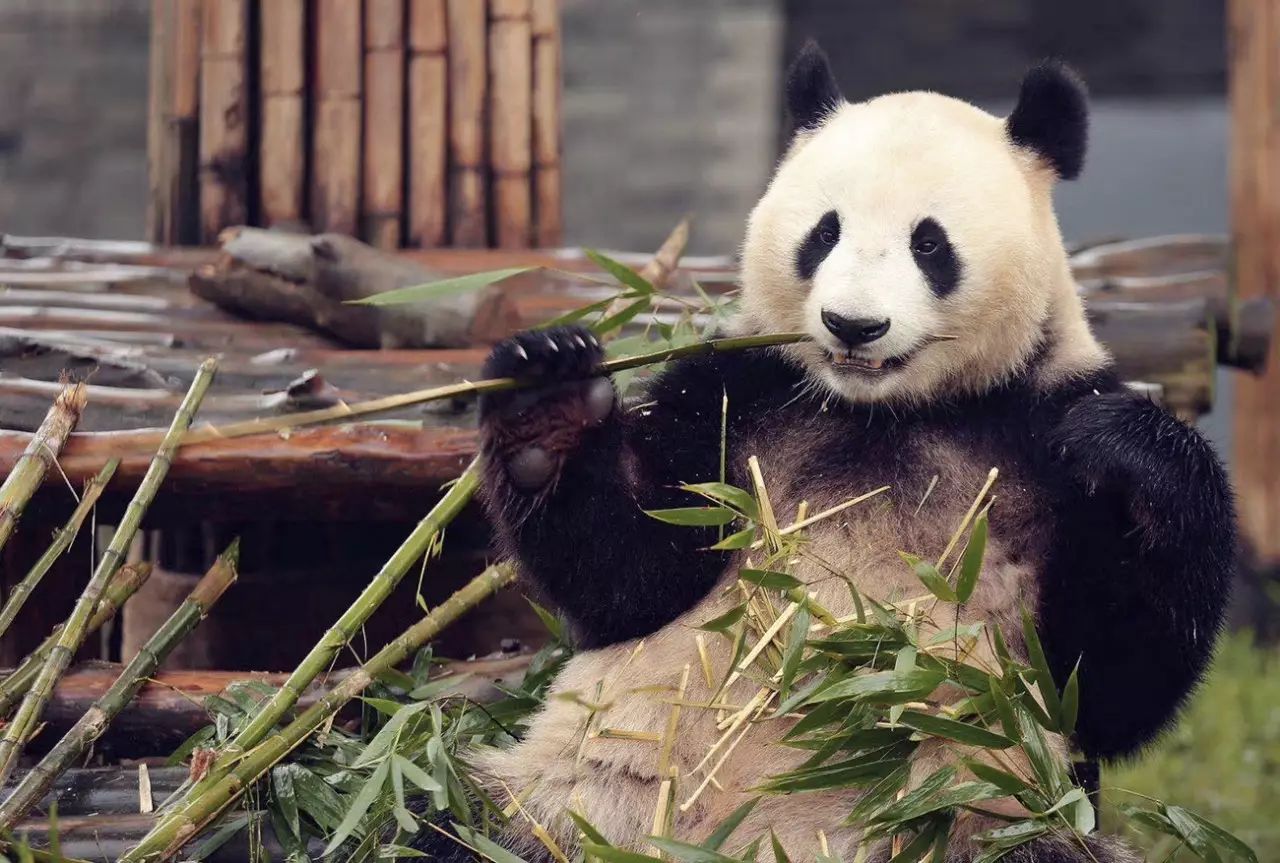 1.2t速腾油耗多少2014年,全新速腾油耗怎么看1.4t