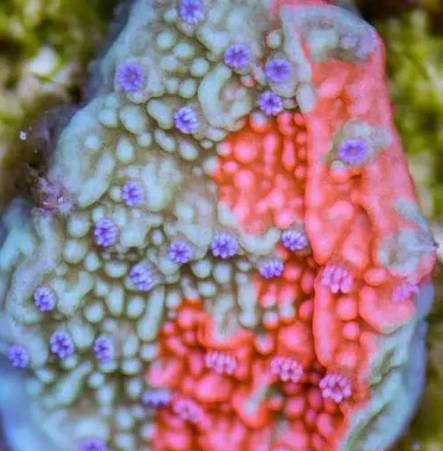 红单苞珊瑚可以嫁接吗,珊瑚树可以嫁接什么