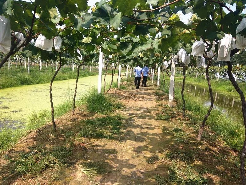 喜迎十九大创富英雄青春荣耀（十）｜创业致富“苏卜牌”富民壮村“水立方”