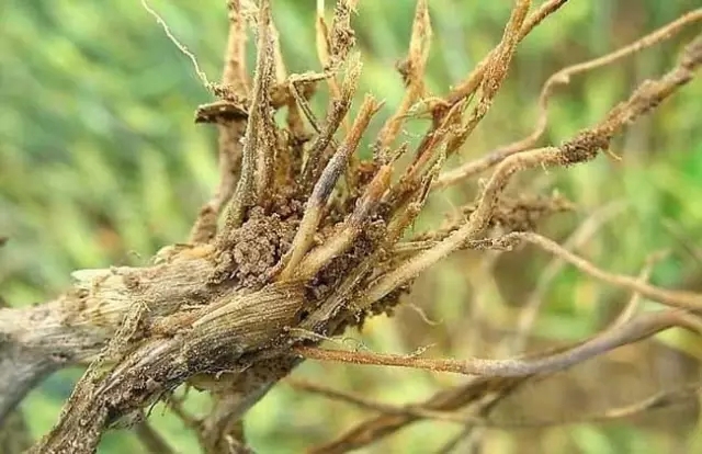 我是害虫！很多人却不认识我！