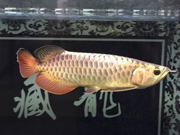 新手金龙如何饲养,金龙锁框