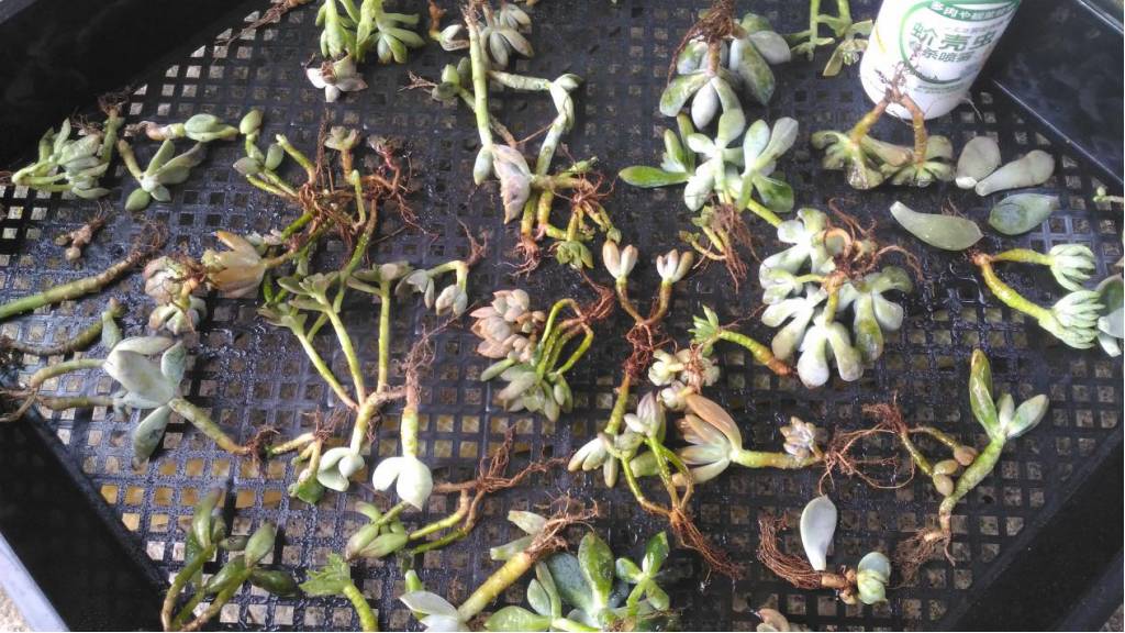 经历了天灾*祸人**的多肉，居然能靠这招拯救？