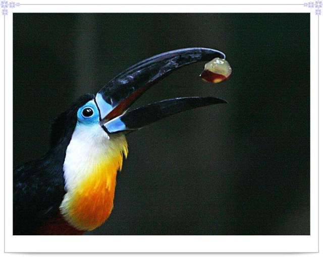 巨嘴鸟的嘴巴有什么用,巨嘴鸟为什么嘴这么大