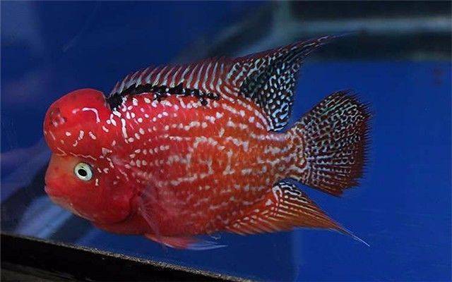 看错起沙与烧尾，导致爱罗错过了最佳发育期