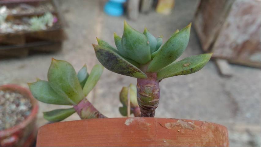 经历了天灾*祸人**的多肉，居然能靠这招拯救？