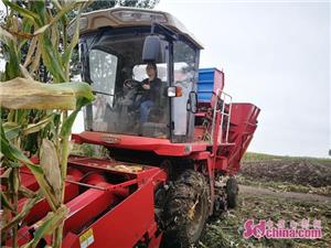 雷沃中原一号玉米机,体验雷沃