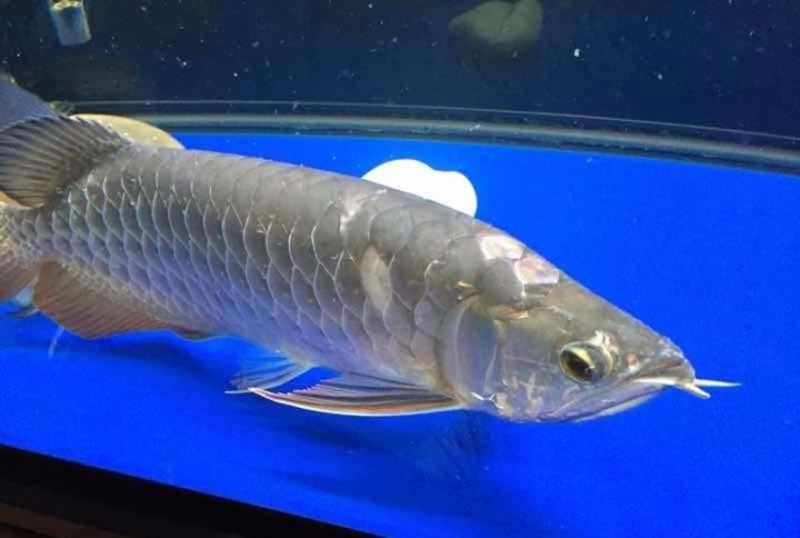 龙鱼死亡现象判断死亡原因,龙鱼全部死了有什么征兆